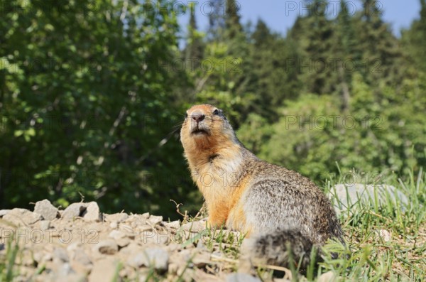 Columbia ground squirrel (Urocitellus columbianus, Spermophilus columbianus) at the burrow, Glacier National Park, British Columbia, Canada