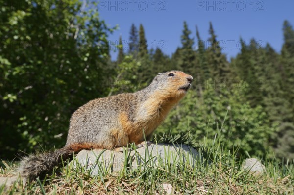 Columbia ground squirrel (Urocitellus columbianus, Spermophilus columbianus) sitting on a rock, Glacier National Park, British Columbia, Canada