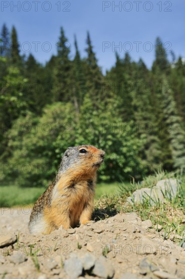 Columbia ground squirrel (Urocitellus columbianus, Spermophilus columbianus) at the burrow, Glacier National Park, British Columbia, Canada