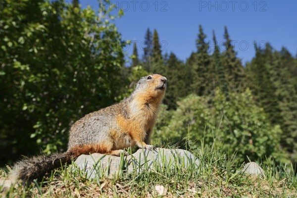 Columbia ground squirrel (Urocitellus columbianus, Spermophilus columbianus) sitting on a rock, Glacier National Park, British Columbia, Canada