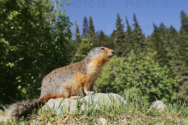 Columbia ground squirrel (Urocitellus columbianus, Spermophilus columbianus) sitting on a rock, Glacier National Park, British Columbia, Canada