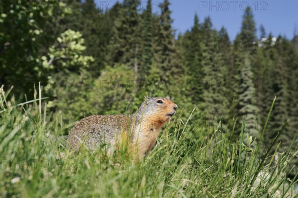 Columbia ground squirrel (Urocitellus columbianus, Spermophilus columbianus), Glacier National Park, British Columbia, Canada