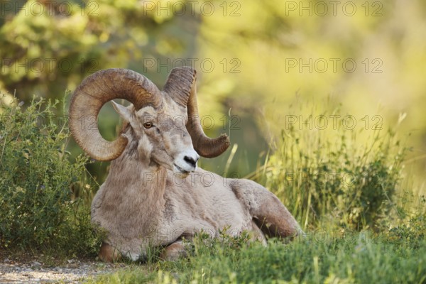 Rocky Mountains bighorn sheep (Ovis canadensis canadensis), ram, Banff National Park, Alberta, Canada