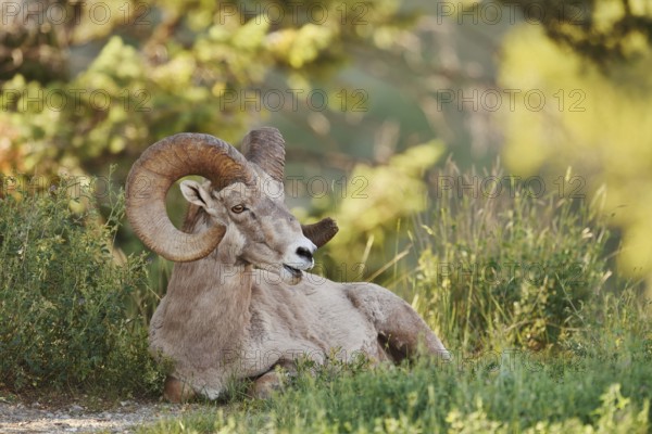 Rocky Mountains bighorn sheep (Ovis canadensis canadensis), ram, Banff National Park, Alberta, Canada