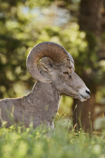 Rocky Mountains bighorn sheep (Ovis canadensis canadensis), ram, Banff National Park, Alberta, Canada