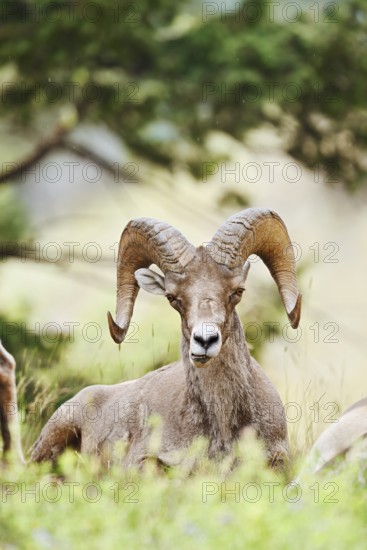 Rocky Mountains bighorn sheep (Ovis canadensis canadensis), ram, Banff National Park, Alberta, Canada