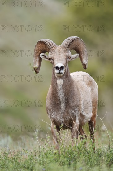 Rocky Mountains bighorn sheep (Ovis canadensis canadensis), ram, Banff National Park, Alberta, Canada