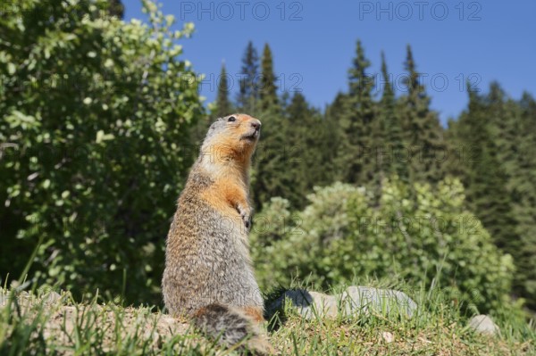 Columbia ground squirrel (Urocitellus columbianus, Spermophilus columbianus), Glacier National Park, British Columbia, Canada