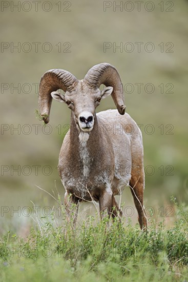 Rocky Mountains bighorn sheep (Ovis canadensis canadensis), ram, Banff National Park, Alberta, Canada