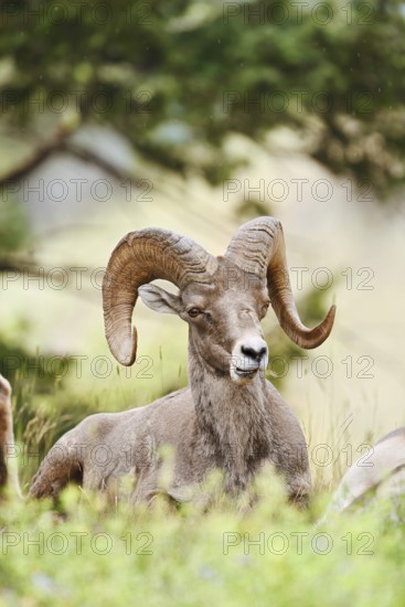 Rocky Mountains bighorn sheep (Ovis canadensis canadensis), ram, Banff National Park, Alberta, Canada