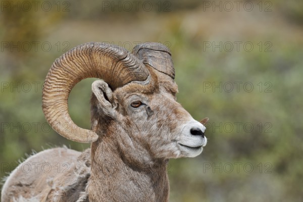 Rocky Mountains bighorn sheep (Ovis canadensis canadensis), ram, portrait, Jasper National Park, Alberta, Canada