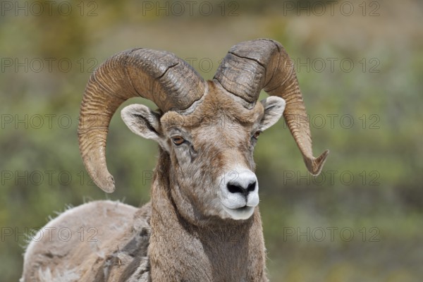 Rocky Mountains bighorn sheep (Ovis canadensis canadensis), ram, portrait, Jasper National Park, Alberta, Canada