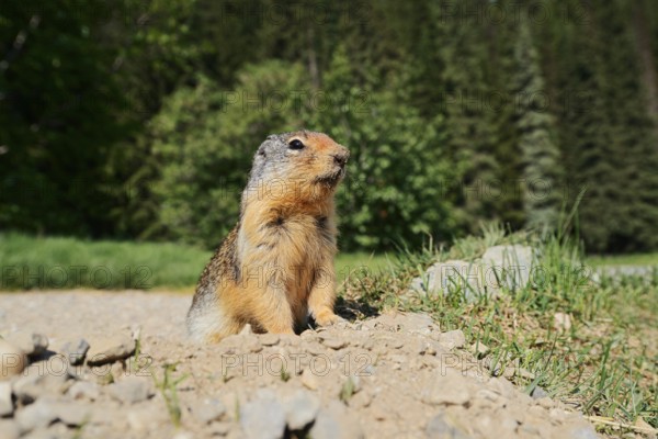 Columbia ground squirrel (Urocitellus columbianus, Spermophilus columbianus) at the burrow, Glacier National Park, British Columbia, Canada