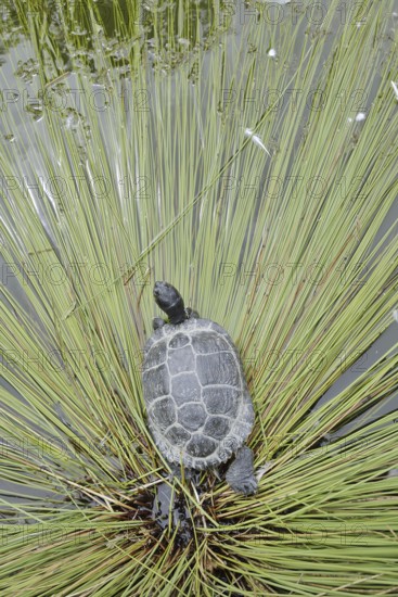 Yellow-cheeked tortoise (Trachemys scripta scripta), neozoa in Germany, North Rhine-Westphalia, Germany, native to North America