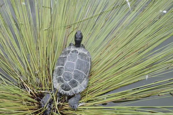 Yellow-cheeked tortoise (Trachemys scripta scripta), neozoa in Germany, North Rhine-Westphalia, Germany, native to North America