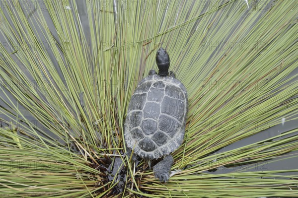 Yellow-cheeked tortoise (Trachemys scripta scripta), neozoa in Germany, North Rhine-Westphalia, Germany, native to North America