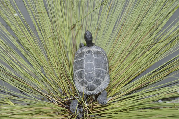 Yellow-cheeked tortoise (Trachemys scripta scripta), neozoa in Germany, North Rhine-Westphalia, Germany, native to North America