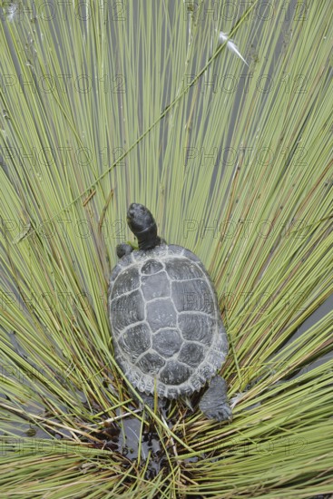 Yellow-cheeked tortoise (Trachemys scripta scripta), neozoa in Germany, North Rhine-Westphalia, Germany, native to North America