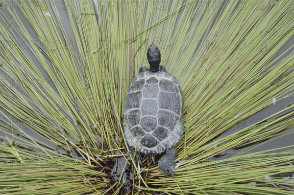 Yellow-cheeked tortoise (Trachemys scripta scripta), neozoa in Germany, North Rhine-Westphalia, Germany, native to North America