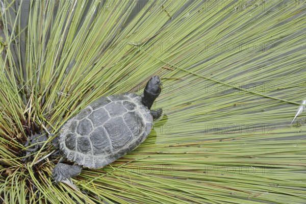 Yellow-cheeked tortoise (Trachemys scripta scripta), neozoa in Germany, North Rhine-Westphalia, Germany, native to North America