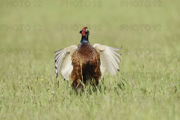 Hunting pheasant (Phasianus colchicus), cock mating in a meadow, North Rhine-Westphalia, Germany