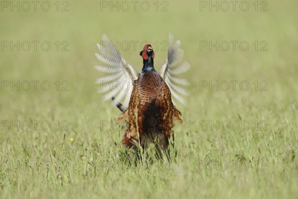 Hunting pheasant (Phasianus colchicus), cock mating in a meadow, North Rhine-Westphalia, Germany