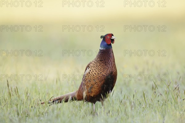 Hunting pheasant (Phasianus colchicus), cock standing in a meadow, North Rhine-Westphalia, Germany