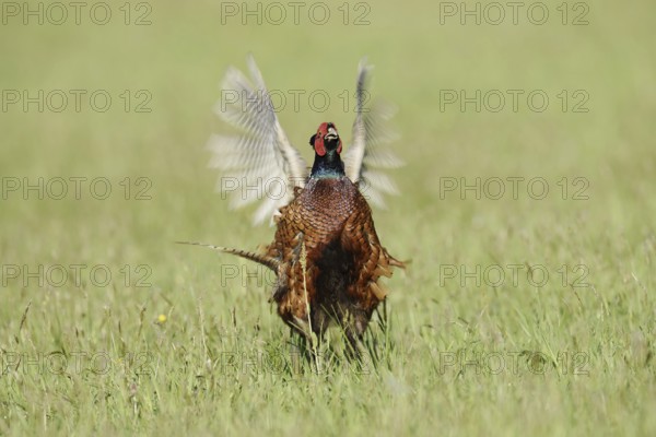 Hunting pheasant (Phasianus colchicus), cock mating in a meadow, North Rhine-Westphalia, Germany