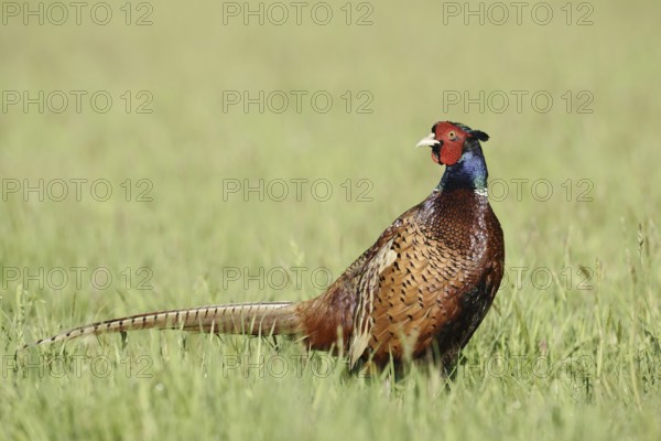 Hunting pheasant (Phasianus colchicus), cock standing in a meadow, North Rhine-Westphalia, Germany