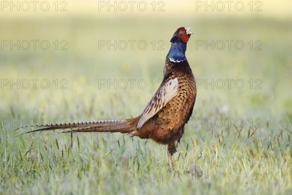Hunting pheasant (Phasianus colchicus), cock stands calling in a meadow, North Rhine-Westphalia, Germany