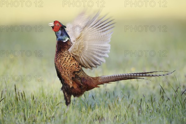 Hunting pheasant (Phasianus colchicus), cock mating in a meadow, North Rhine-Westphalia, Germany