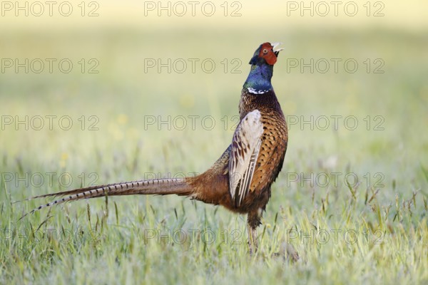 Hunting pheasant (Phasianus colchicus), cock stands calling in a meadow, North Rhine-Westphalia, Germany