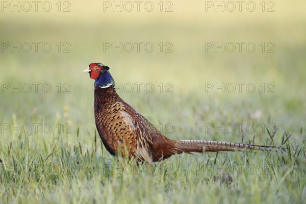 Hunting pheasant (Phasianus colchicus), cock standing in a meadow, North Rhine-Westphalia, Germany