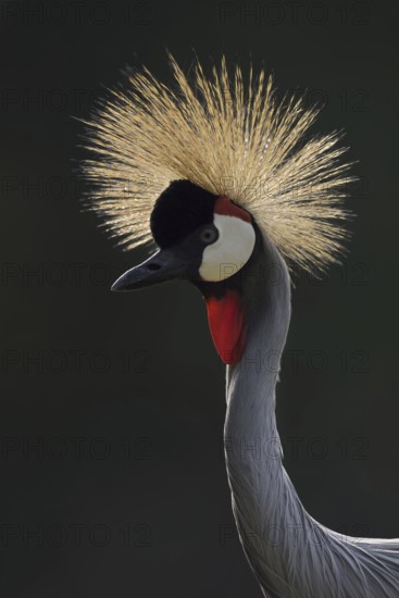 South African Crowned Crane or Grey-necked Crowned Crane (Balearica regulorum), portrait in backlight, captive, occurrence in Africa