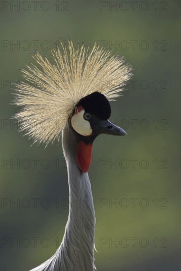 South African Crowned Crane or Grey-necked Crowned Crane (Balearica regulorum), portrait, captive, occurrence in Africa