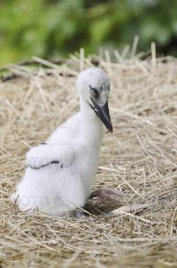 White stork (Ciconia ciconia), chick in nest, North Rhine-Westphalia, Germany