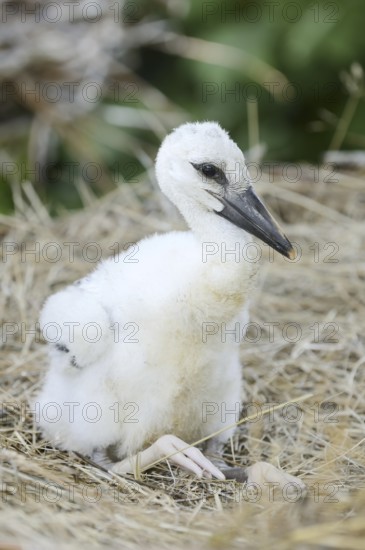 White stork (Ciconia ciconia), chick in nest, North Rhine-Westphalia, Germany