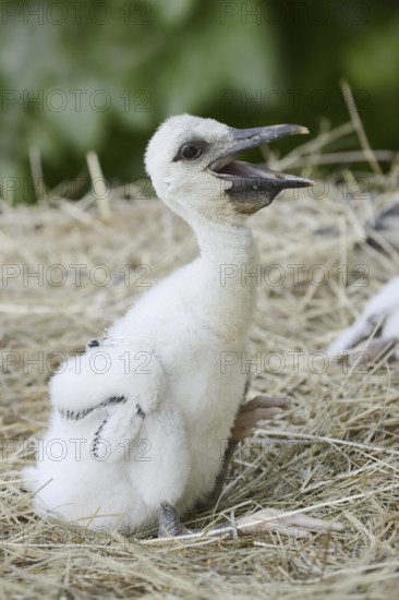 White stork (Ciconia ciconia), chick in nest, North Rhine-Westphalia, Germany
