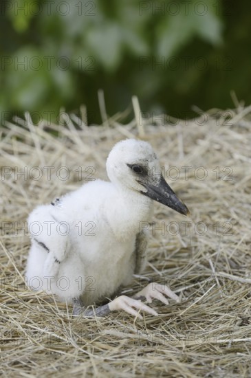 White stork (Ciconia ciconia), chick in nest, North Rhine-Westphalia, Germany