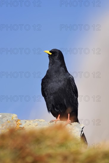 Alpine chough (Pyrrhocorax graculus), Hohe Tauern National Park, Austria