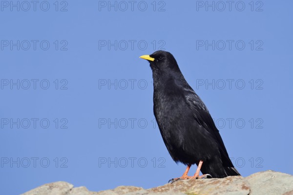 Alpine chough (Pyrrhocorax graculus), Hohe Tauern National Park, Austria