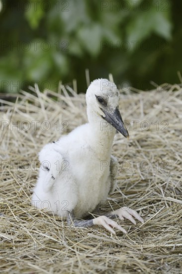 White stork (Ciconia ciconia), chick in nest, North Rhine-Westphalia, Germany