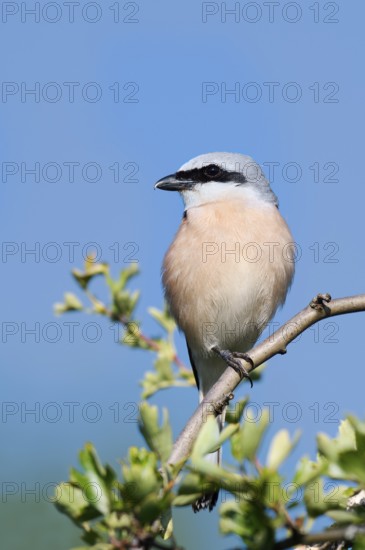 Red-backed shrike (Lanius collurio), male, North Rhine-Westphalia, Germany