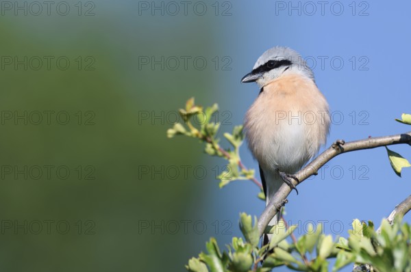 Red-backed shrike (Lanius collurio), male, North Rhine-Westphalia, Germany