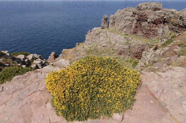 Western gorse (Ulex gallii) on the cliffs, Cap Frehel, Cote d'Emeraude, Cotes-d'Armor, Brittany, France