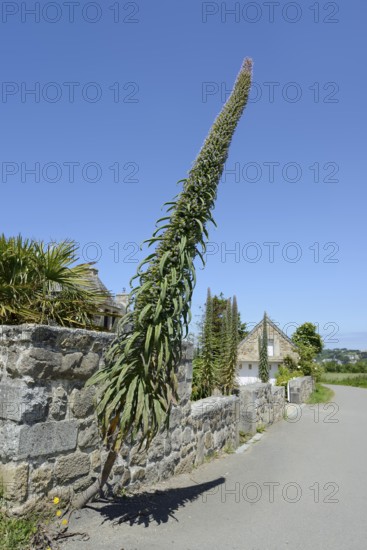 Giant viper's bugloss (Echium pininana) on a stone wall, Plouezoc'h, Finistere, Brittany, France
