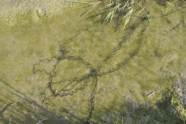 Natterjack toad (Bufo calamita, Epidalea calamita), spawning lines in a puddle, North Rhine-Westphalia, Germany