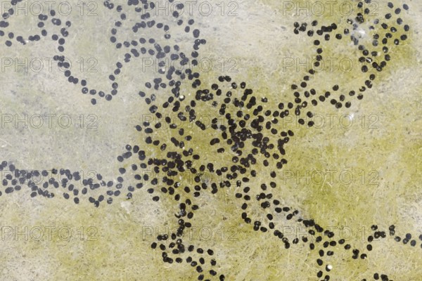 Natterjack toad (Bufo calamita, Epidalea calamita), spawning lines in a puddle, North Rhine-Westphalia, Germany