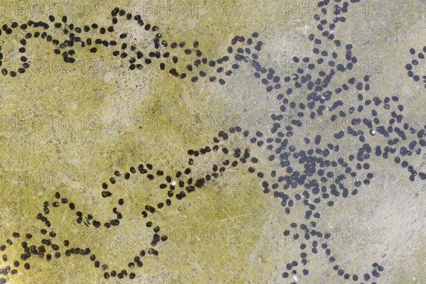 Natterjack toad (Bufo calamita, Epidalea calamita), spawning lines in a puddle, North Rhine-Westphalia, Germany