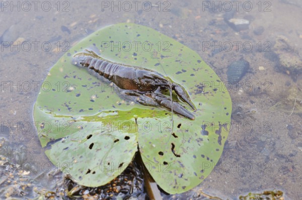 Crayfish or European crayfish (Astacus astacus) on a leaf of the water lily (Nuphar) in the water, North Rhine-Westphalia, Germany